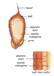 Brown Rice Diagram